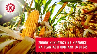 Zbiory kukurydzy na kiszonkę na plantacji odmiany LG 31.245