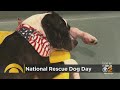 It's National Rescue Dog Day!