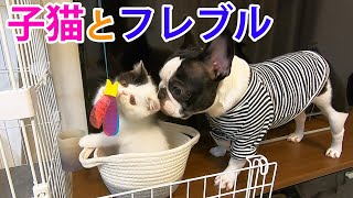 子猫用に買ったおもちゃに先住犬大興奮!!もう誰にも止められません…