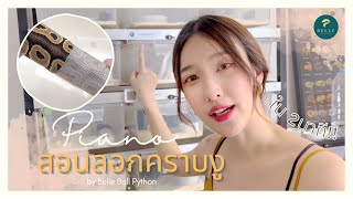 สอนลอกคราบงู ใน2นาที! | Belle Ball Python [EP.5]