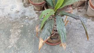 Dracaena plant simple care tips and propagation #easygardeningwithtalha #egwt