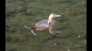 カイツブリ狛江地区 2025 01 28 #カイツブリ #野鳥 #birds #wildlife #nature #自然観察ぶらり散歩