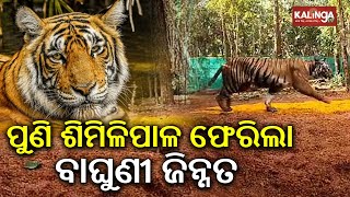 Tigress Zeenat returns to Odisha's Similipal on Tuesday | Kalinga TV