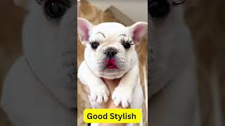 Good Stylish