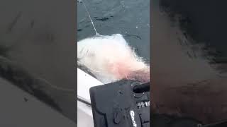 240 pound Halibut