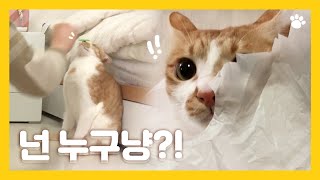 남의 집 고양이와 다이소 장난감으로 놀고 왔습니다💕