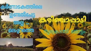 സൂര്യകാന്തി വിസ്മയം  നമ്മുടെ മലപ്പുറത്ത്.സന്ദർശകരുടെ തിരക്ക്...