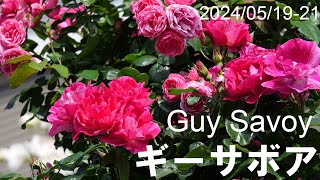 【4K】ギーサボア  Guy Savoy 2024/05/19-21 #ギーサボア #バラ #rose #garden #GuySavoy #flowerlove #02memo