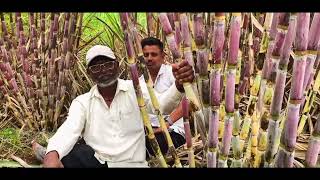 Sct Vedic Sugarcane🎋- After 40years No.1😍 sugarcane🎋in vicinity 🏞️What's the secrete❓🔮