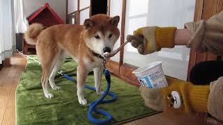 ヨーグルトを食べる柴犬ゴン