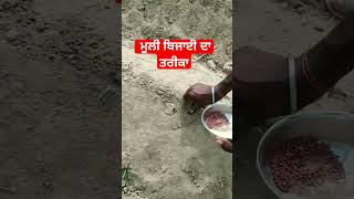 #radish showing #ਮੂਲੀ ਬਿਜਾਈ ਦਾ ਤਰੀਕਾ #youtubeshorts #vegitables