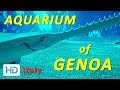 Visit at the AQUARIUM of GENOA - The largest aquarium in Italy (Acquario di Genova)