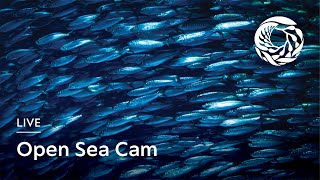 Live Open Sea Cam - Monterey Bay Aquarium