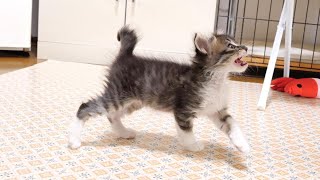 子猫がご飯の隠し場所を発見して嬉しそうな顔でママにおねだりする。【赤ちゃん猫　保護猫】