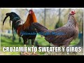 CRUZAMIENTO SWEATER Y GIROS