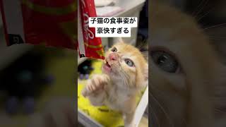 子猫に初めてのチュールを与えてみた結果、、、#shorts ＃子猫＃かわいい