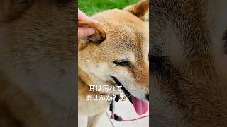 耳をいじられても珍しく怒らない柴犬 #柴犬 #しばいぬ #わんこ #shibainu