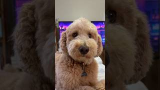 They always know #dog #goldendoodle
