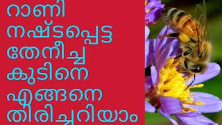 റാണി നഷ്ടപ്പെട്ട തേനീച്ചക്കൂട് എങ്ങനെ തിരിച്ചറിയാം