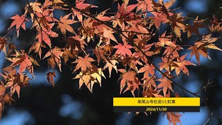 紅葉と高尾山寺社巡り　2024/11/30