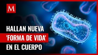 ¿Qué son los obeliscos? Nueva “forma de vida” descubierta por científicos