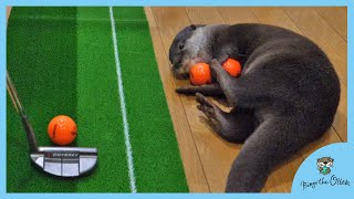 カワウソのビンゴとベルが全力でお手伝いするゴルフ｜Otter Bing\u0026Belle golf training with daddy