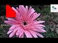 ജെറബറ നിറയെ പൂവിടാന്‍ ചില പൊടിക്കൈകള്‍ gerbera plant flowering tips glory farm house