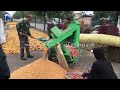 high performance corn threshing machine – maximize your harvest corn maize threshing farming