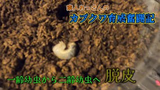 【カブクワ育成奮闘記】脱皮編。カブトムシの一齢幼虫から二齢幼虫への脱皮。順調に育っています。※ピンボケですみません