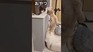 【神技】おやつを狙う愛犬#shorts #犬