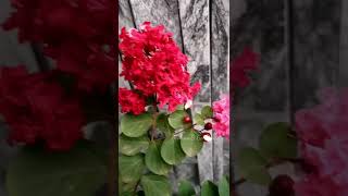 Lagerstroemia red flower plant / crape myrtle | Mohsin'S Garden