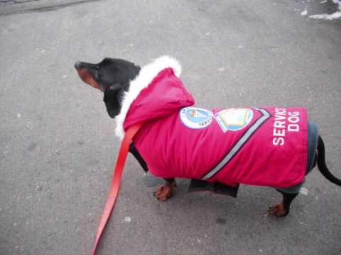 Can a Wiener Dog be a PTSD Service Dog? Can a Wiener Dog be a PTSD Service Dog?