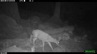 Invasive Sitka Deer on Moresby Island, Haida Gwaii CA