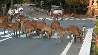 横断歩道を渡る奈良公園の鹿 Deer in Nara Park crossing the pedestrian crossing