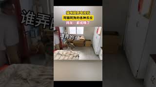 【开心百分百】#不养狗不知道养狗的乐趣  #动物的迷惑行为 #这操作也是没谁了  人有人的交流 狗有狗的圈子#pets