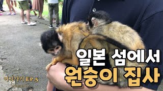 이사기키5 | 일본 원숭님한테 하는 플러팅과 밀당(?)