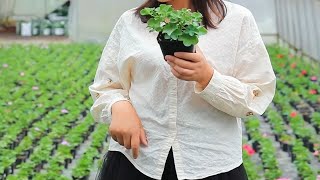 【惠惠的花园】天竺葵想要植株圆润、花量大大，打顶是关键。如果不进行打顶摘心，植株枝条就会又长又高，不仅形态不好，还影响花量。