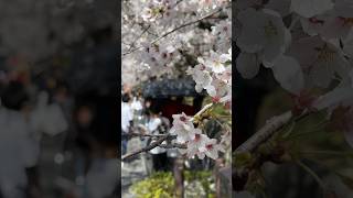 Sakura Season. #travel #2023 #japan #trending #explore #spring #sakura #kyoto #nagoya #live #love