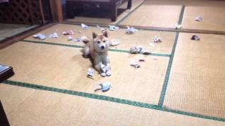 柴犬もも やんちゃざかり写真３