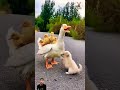 Cute video about ducks and The puppy #duck #animals #ducklings #ytshorts #trending #explore #dog