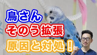 【質問コーナー】セキセイインコがそのう拡張…見守るしかできない？セキセイインコが産卵後で疲れ気味…対策はある？ 発情期でセキセイインコがかじってくる…治る？などにお答えしました！