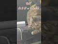 猫さん全然車から降りてくれないので遅刻します