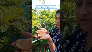 sapodilla fruit# sapota# fruit# plant#sorts #video #viral