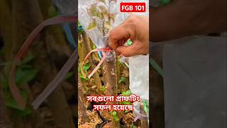 সবগুলো গ্রাফটিং সফল হয়েছে #gardening #shorts