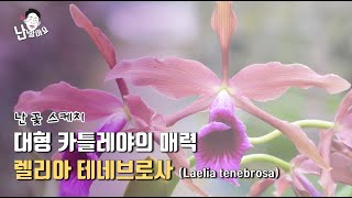 화려함과 수수함 사이 그 어디쯤.. 대형카틀레야 '렐리아 테네브로사' (Laelia tenebrosa) - '난 알아요' 난꽃 스케치