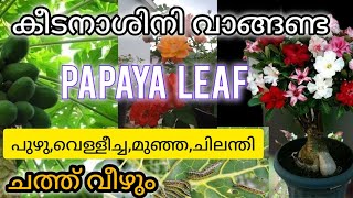 കരുത്തോടെ നിൽക്കാൻ പപ്പായ ഇല കീടനാശിനി / കറ്റാർവാഴ pesticide using papaya leaf / insecticide