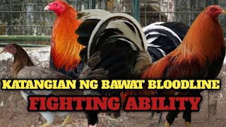 KATANGIAN AT  FIGHTING ABILITY BAWAT BLOODLINES #characteristic