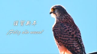 謹賀新年 2025 ¡Feliz año nuevo!