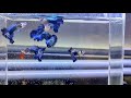 Best Guppies for your Aquarium and Guppy Fish Varieties - Guppy Beginners Welcome!