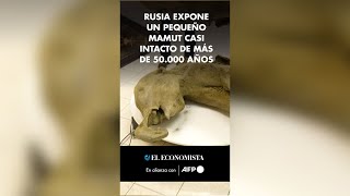 Rusia expone un pequeño mamut casi intacto de más de 50.000 años